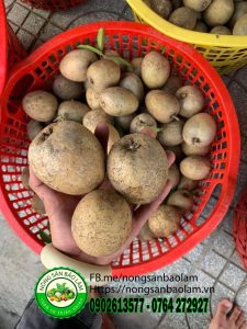 Sapoche (hồng sim) da cám size 9-12/kg