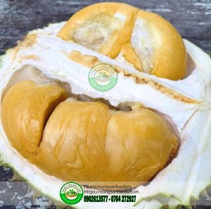 Sầu riêng óc khỉ