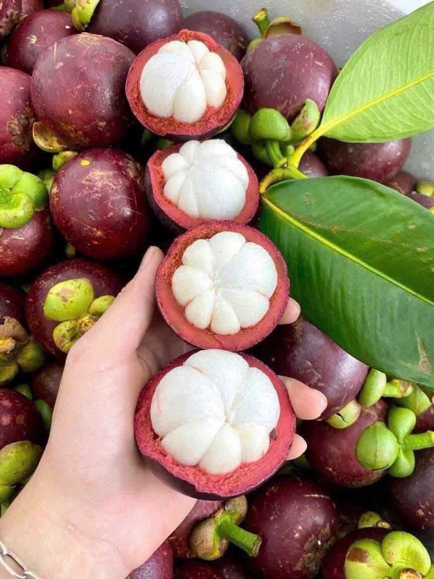 Măng Cụt (Vip)