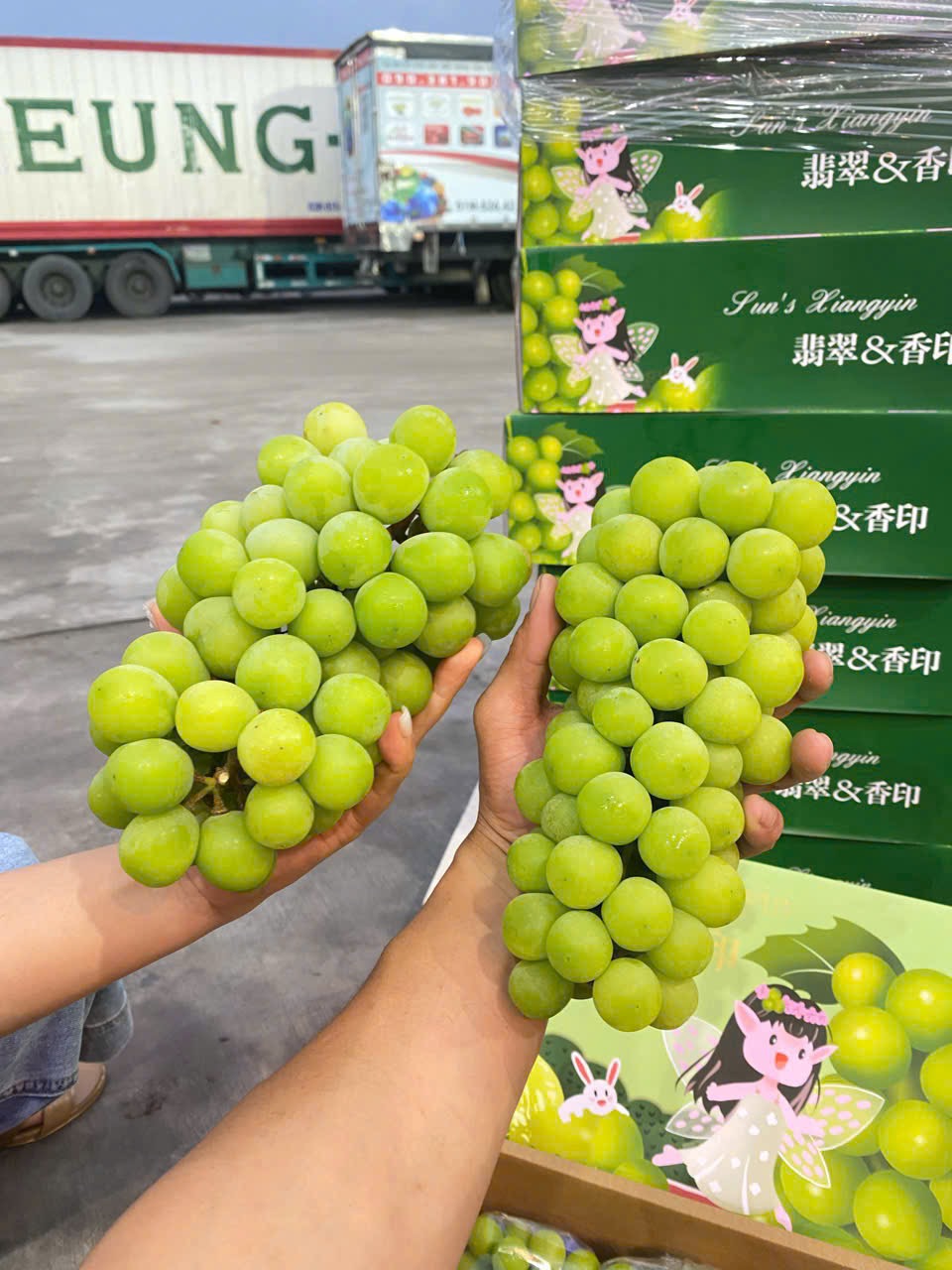Nho Mẫu Đơn (thùng 3 chùm)