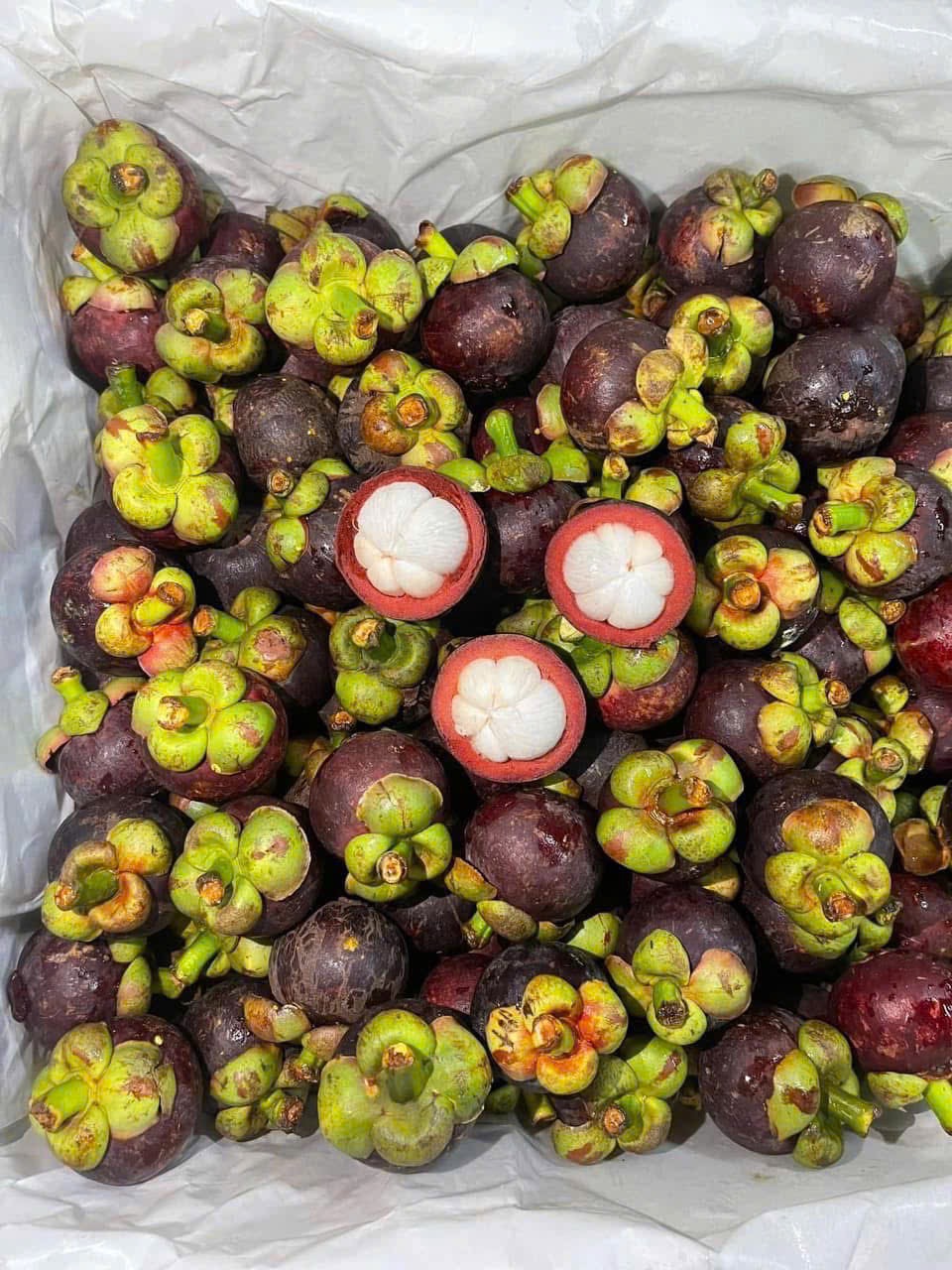 Măng Cụt