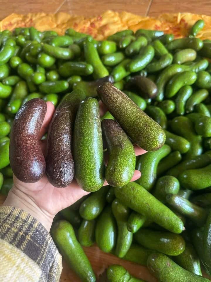Bơ Đực